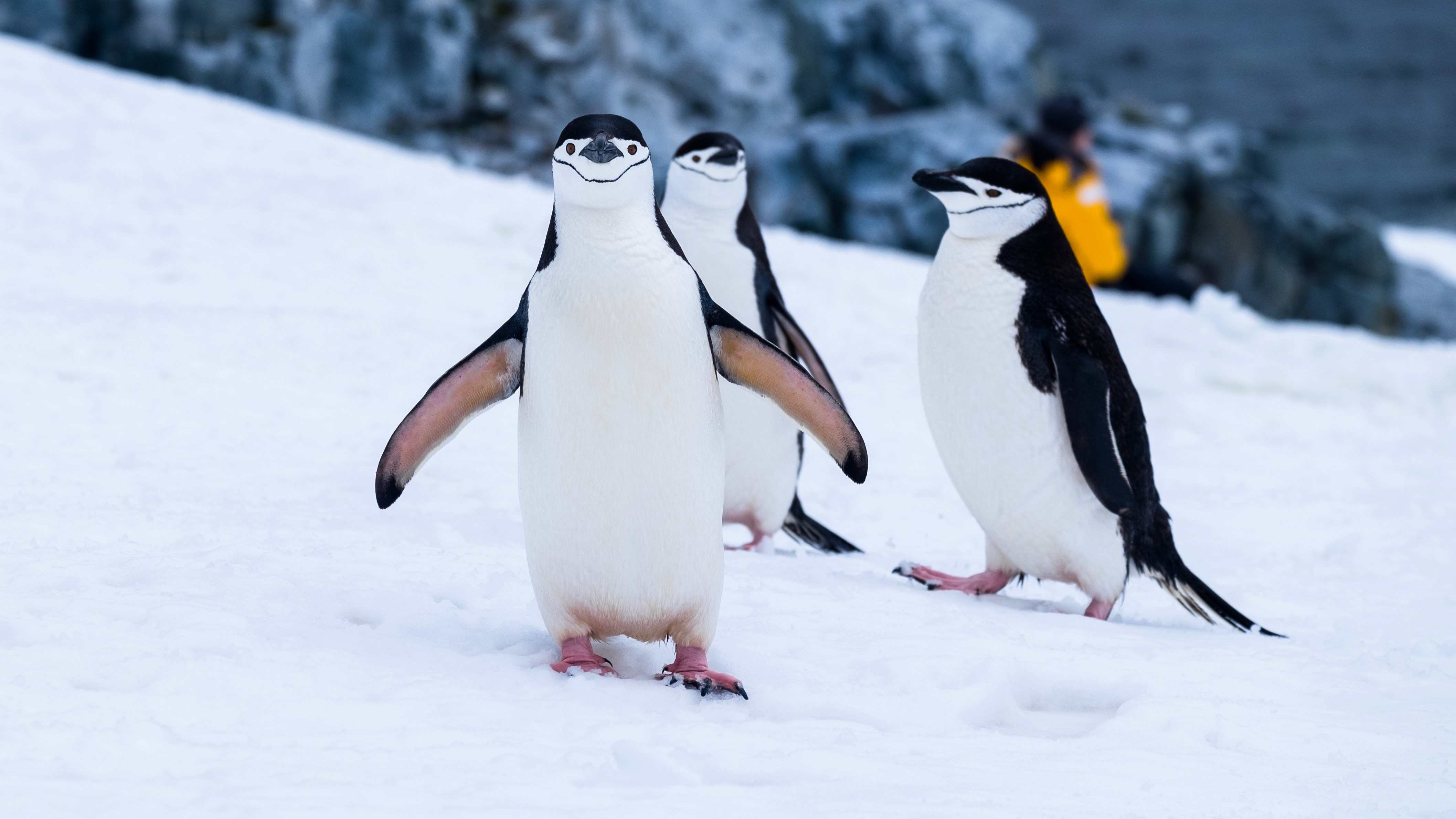 Penguins in Antarctica - Travel Trends