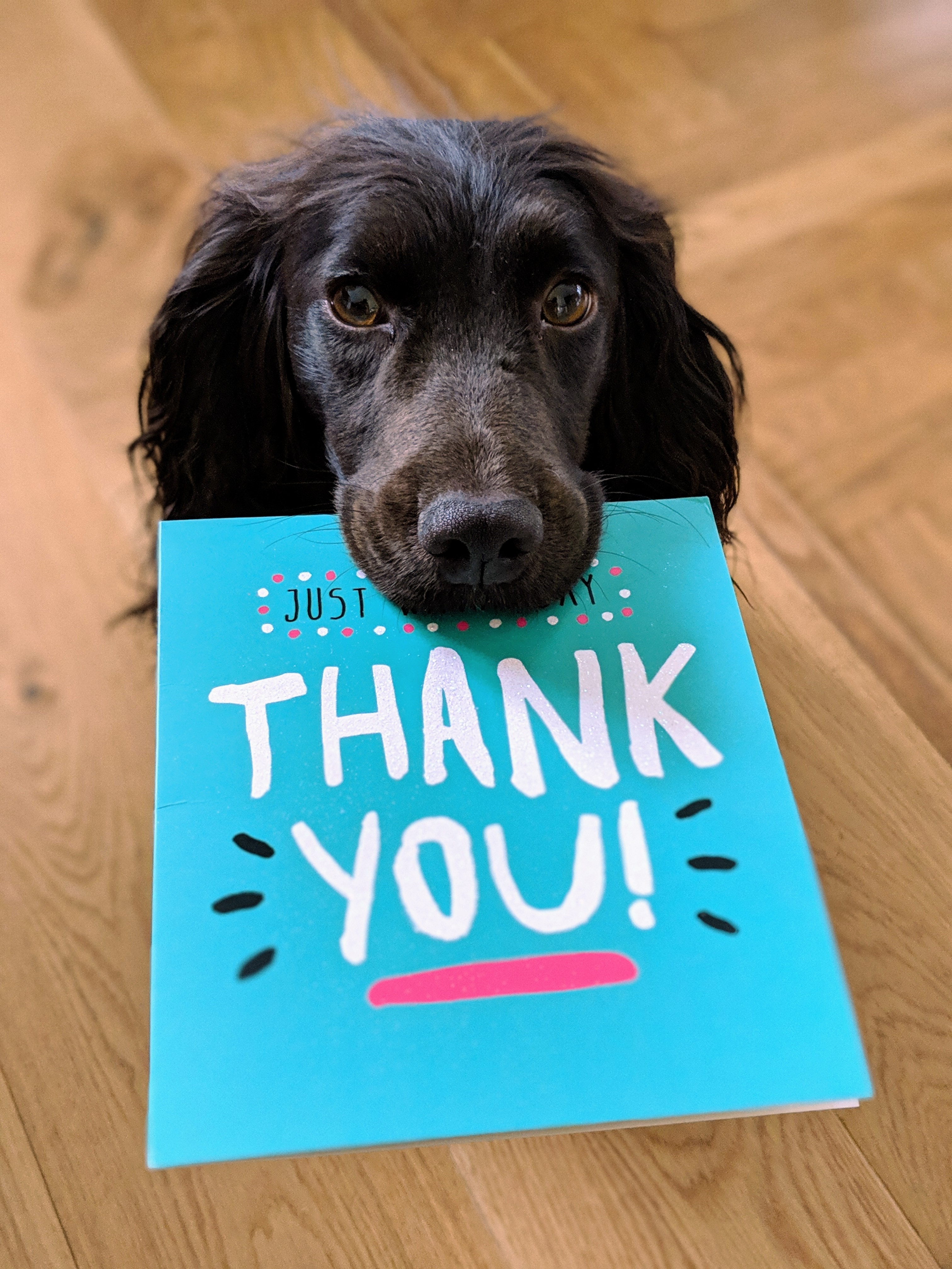 Dog holding a thank you card in its mouth